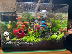 -花鸟鱼虫鲜花绿植市场(玉泉路店)