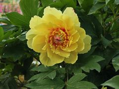 -上海鲜花港