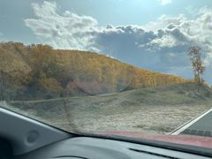 -乌兰布统景区-白桦林