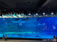 -烟台海昌鲸鲨海洋公园