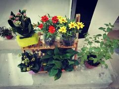 -花间烘焙BLossom Bakery