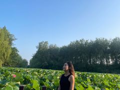 -合肥滨湖国家森林公园