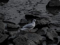 -深圳湾公园(南山区)