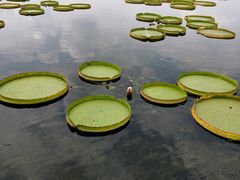 -荷塘月色湿地公园·向阳花洲