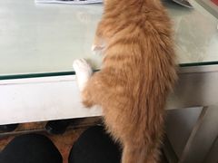 -Sirena海妖日咖夜酒