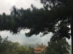 -茶大椰·椰子茶(星悦荟店)