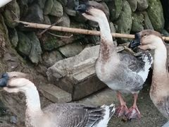 -西江千户苗寨-百年吊脚楼