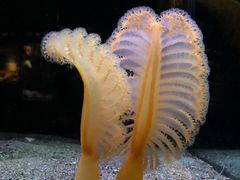 -西雅图水族馆