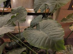 -顺峰·粤菜海鲜·早茶自助(阜成店)