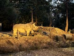 -清迈夜间动物园