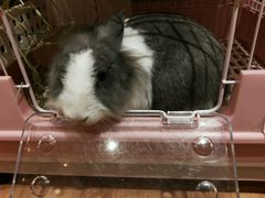 -藦茜花园宠物主题亲子互动体验馆(国顺东路店)