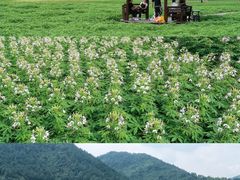 -径山花海