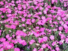 -南国桃园旅游度假区