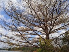 -海珠湖公园