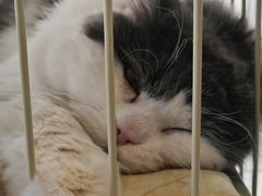 -猫的天空之城概念书店(北戴河蔚蓝海岸店)