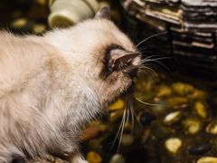 -猫小院猫主题咖啡厅(北锣店)