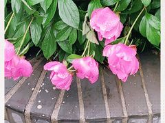 -大塘金香草谷
