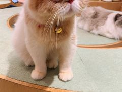 -CAT’S MEWSTAR CAFE·喵星球猫屋(晴湾咖啡店)