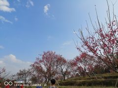-天适樱花悠乐园