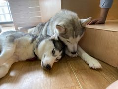 -Husky Go! 哈士奇体验馆·宠物咖啡厅狗咖