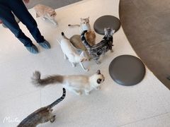 -飞行喵MR PILOT|猫舍·猫咖(静安大融城店)