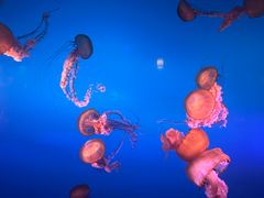 -太平洋海底世界博览馆·展览厅
