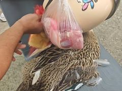 -海吉星市场