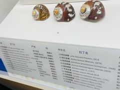 -贝壳王国博物馆