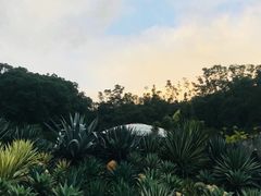 -深圳仙湖植物园