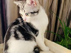 -北京观赏动物医院·24小时大型综合·猫专科·异宠专科
