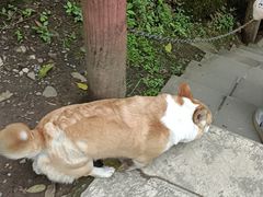 -青城山