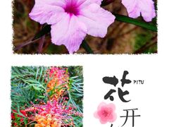 -天适樱花悠乐园