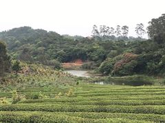 -锄山村