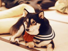 -逗柴咖啡屋·狗咖猫咖宠物桌游