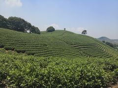 -帐篷客·溪龙茶谷度假酒店