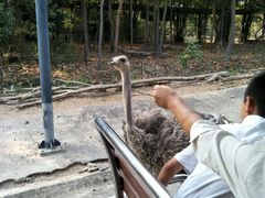 -清迈夜间动物园