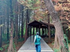 -溱湖国家湿地公园