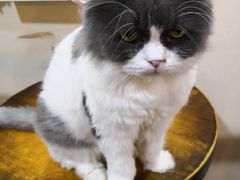 -李小姐の猫咖啡馆(五角场店)