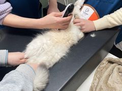 -乐派堂宠物医院·猫友好· 心脏科(东街店)