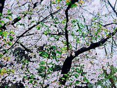 -武汉大学-樱园