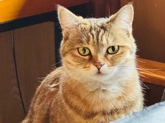 -新月集庭院咖啡馆(老邮局店)