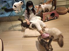 -momokira米努特·德文卷毛猫·棉花面纱犬