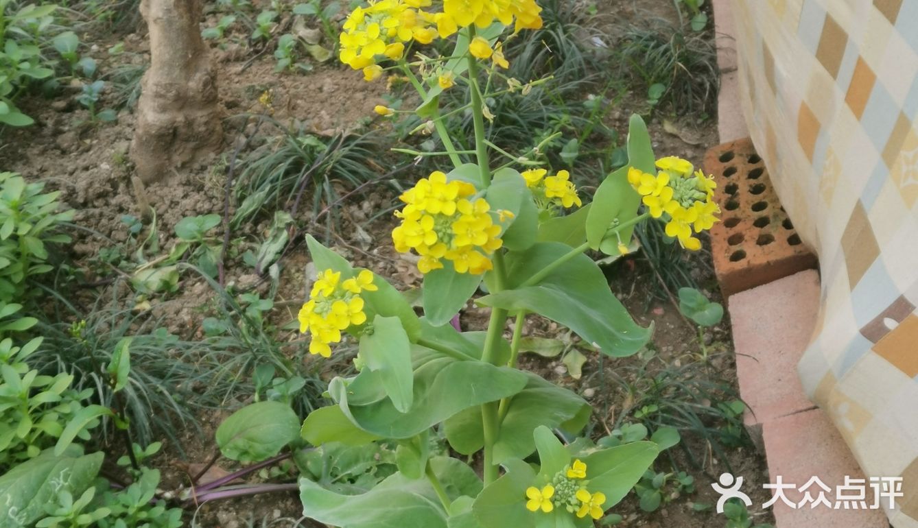 🌸花都开了