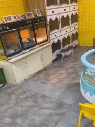 点击看大图 -神奇动物撸宠馆·羊驼·小浣熊·异宠(豫园店)