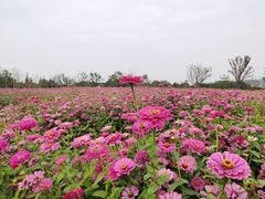 -贡湖湾湿地公园