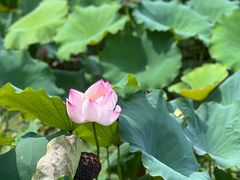 -老牛窝里(总店)