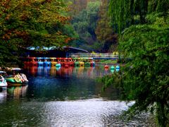 -上海共青森林公园