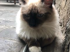 -喵屿·大理花园猫咖