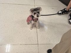 -帕帕拉兹宠物(亚洲旗舰店)