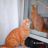 北京猫咪免费领养🐱胖大橘凰儿同学